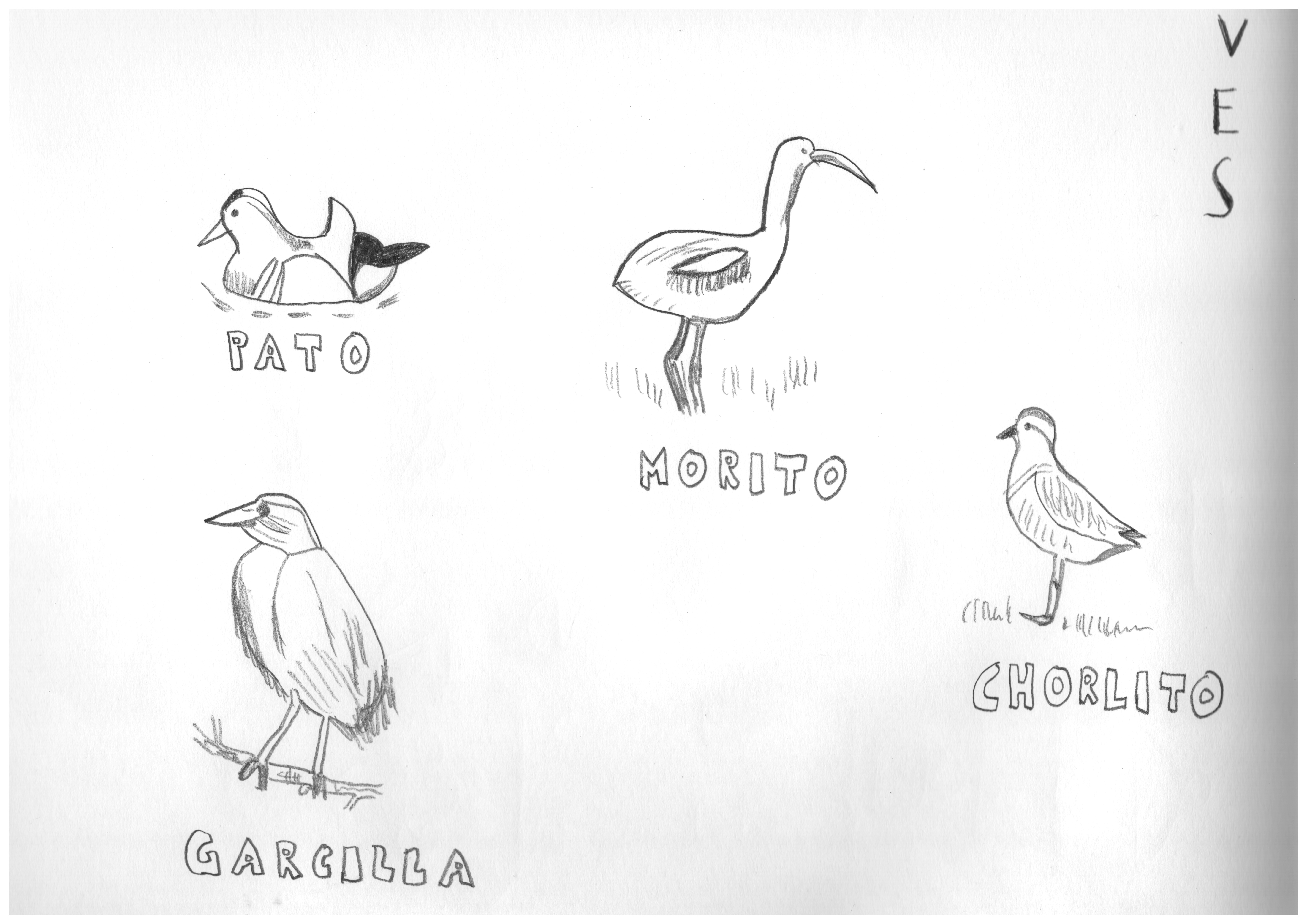 birds